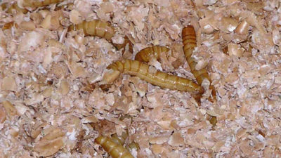 Massa maskar i träspån.