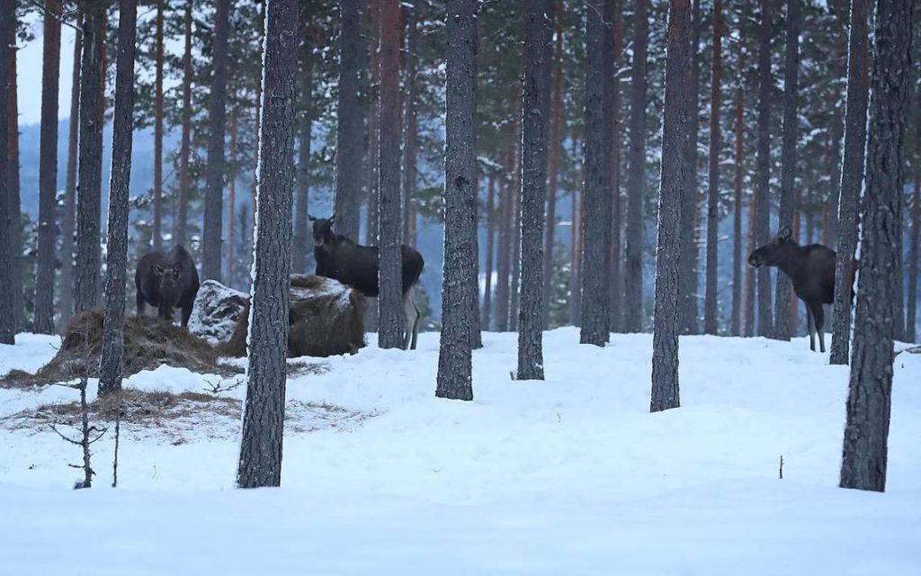 Tre älgar i en skog. Det ligger snö på marken.
