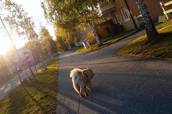 Hund som går promenad.