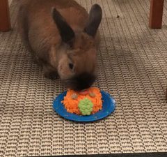 Kanin äter morotstårta