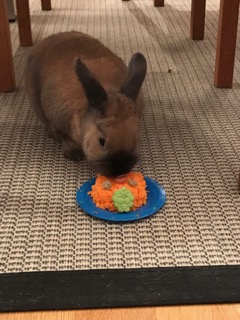 Kanin äter morotstårta