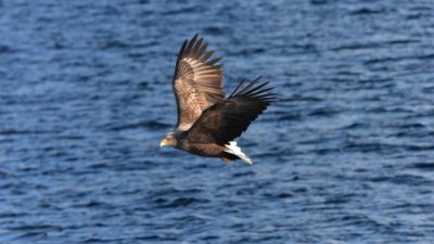 örn flyger över vatten