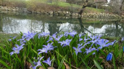 Blå blommor i en park och en mölla i bakgrunden