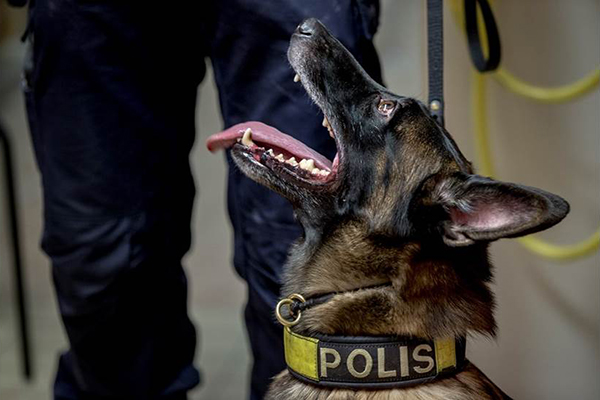 Foto på hunden Kaliber som inte lever längre.