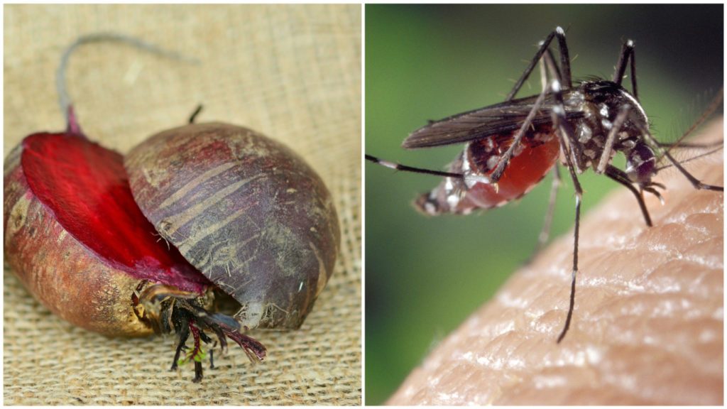 En mygga och rödbetor.