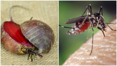 En mygga och rödbetor.