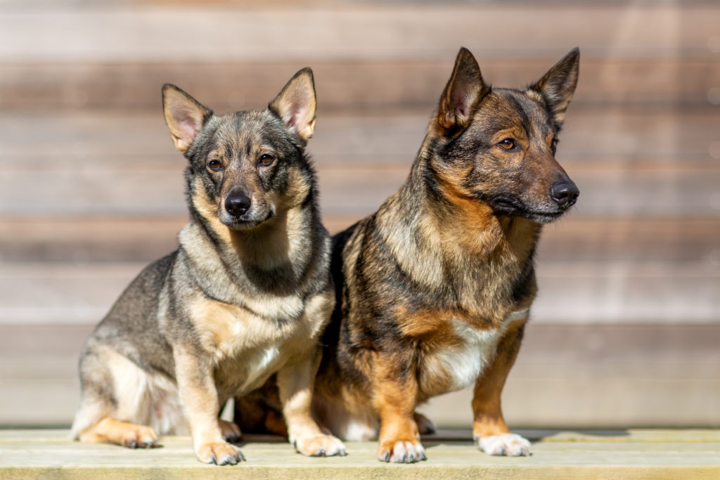 Två hundar av rasen västgötaspets