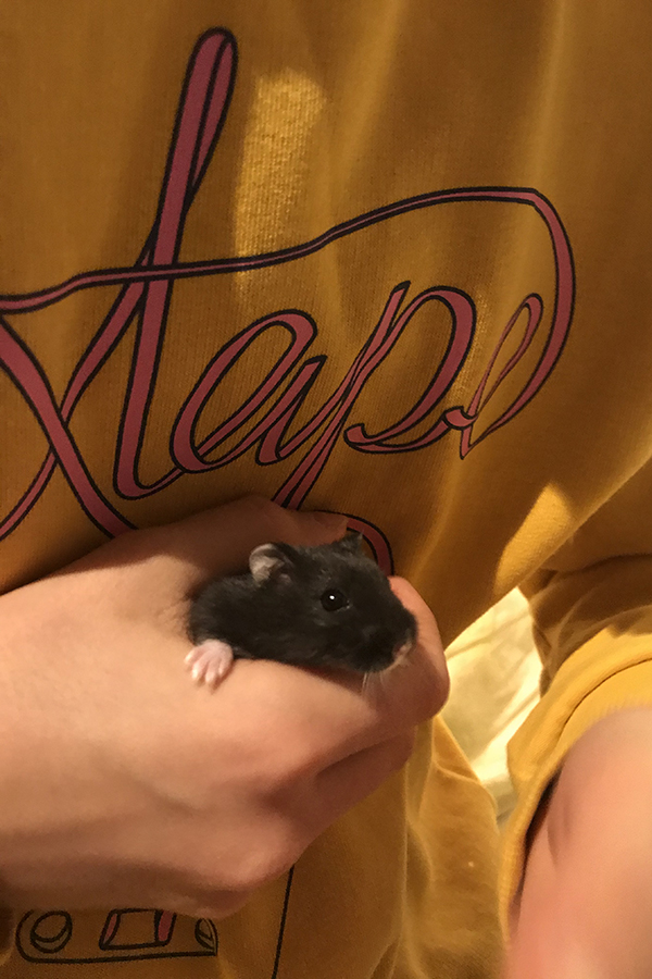 Närbild på en mörkgrå hamster som Vera håller i sin hand.