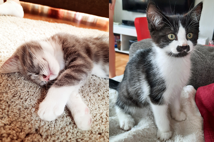Foto på de två kattungarna Pluto och Pandan.
