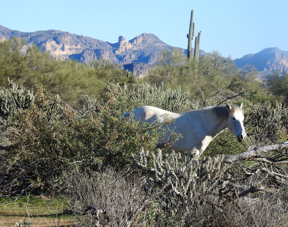Hästar i öknen gräver brunnar