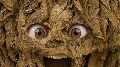 Har du sett ett knasigt träd?